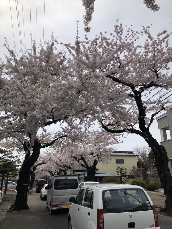 桜が丘通りの桜並木