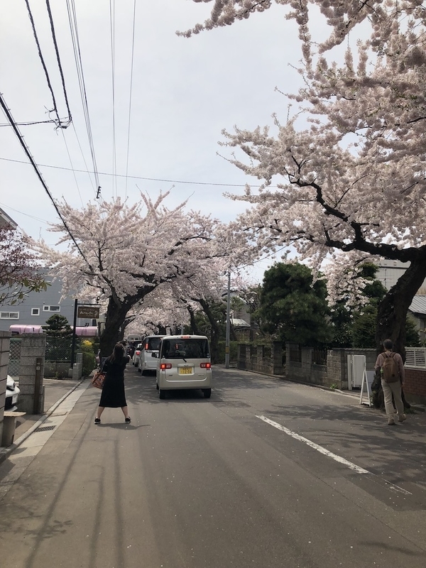 桜が丘通りの桜並木